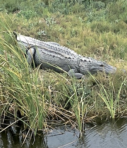 Alligator