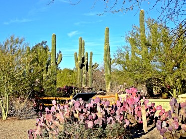 cactusgarden