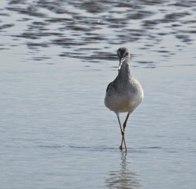 CuteWillet