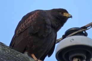 Hunkeredhawk