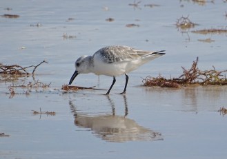 Sanderlingwater