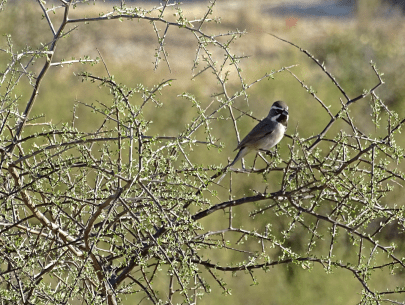 Black-throatedSparrow