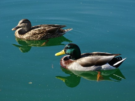 Mallards