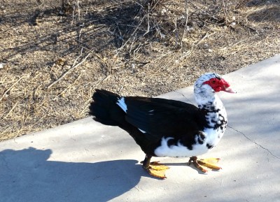 Muscovy