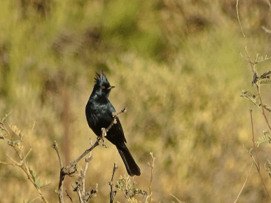 Phainopepla.png