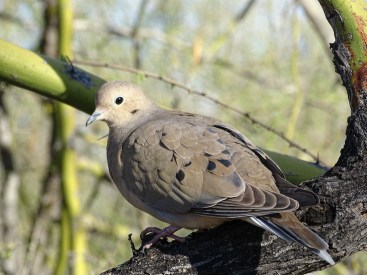 RuddyGroundDove