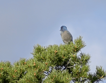 ScrubJay