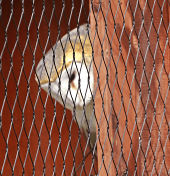 barnowlpeek.png