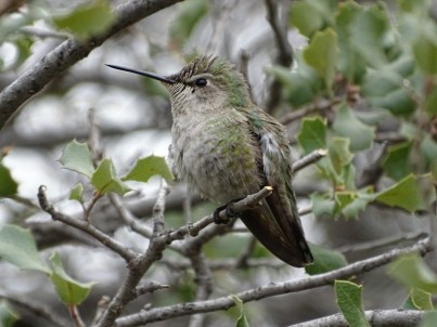 greenhummer