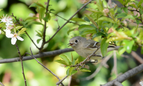 ruby-crownedkinglet