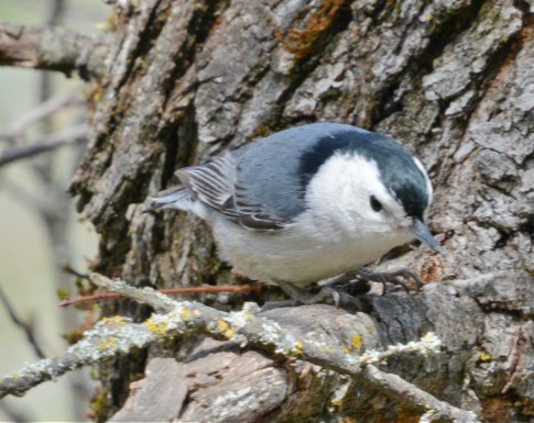 sweetnuthatch