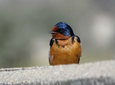 BarnSwallow2