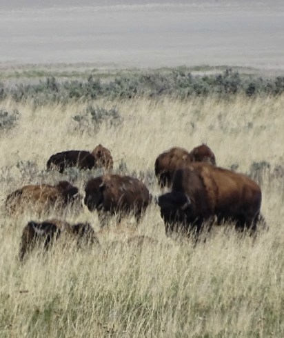 bisonherd