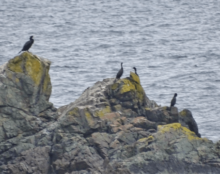 cormorantkings