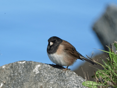dark-eyedJunco.png