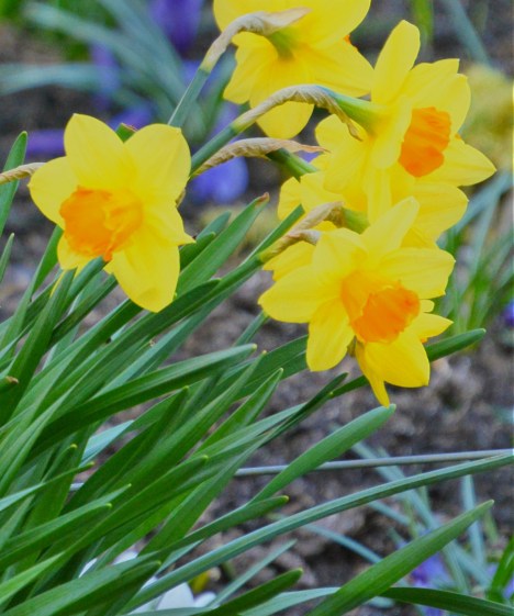 orangeyellowdaffies