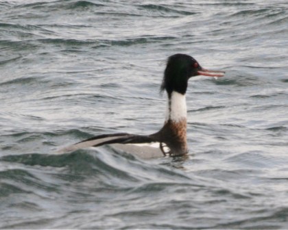 redbreastedmerganser