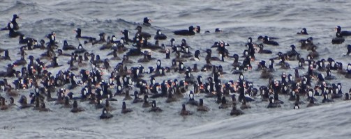seaofscoters