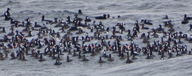 seaofscoters