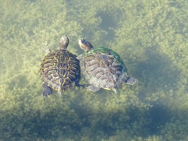 turtlelove