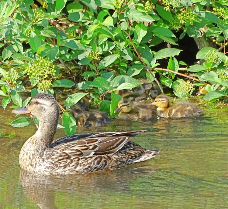 ducklings in bush