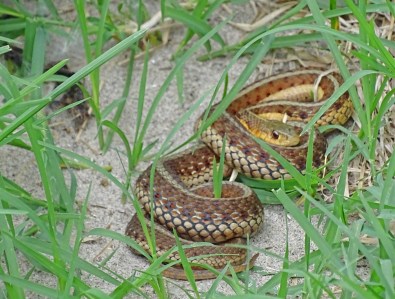Gartersnake