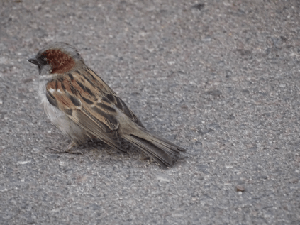 sparrowmarkings