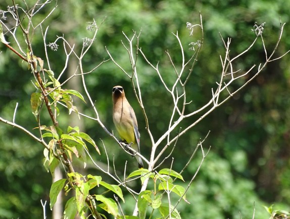 Cedar waxwing copy