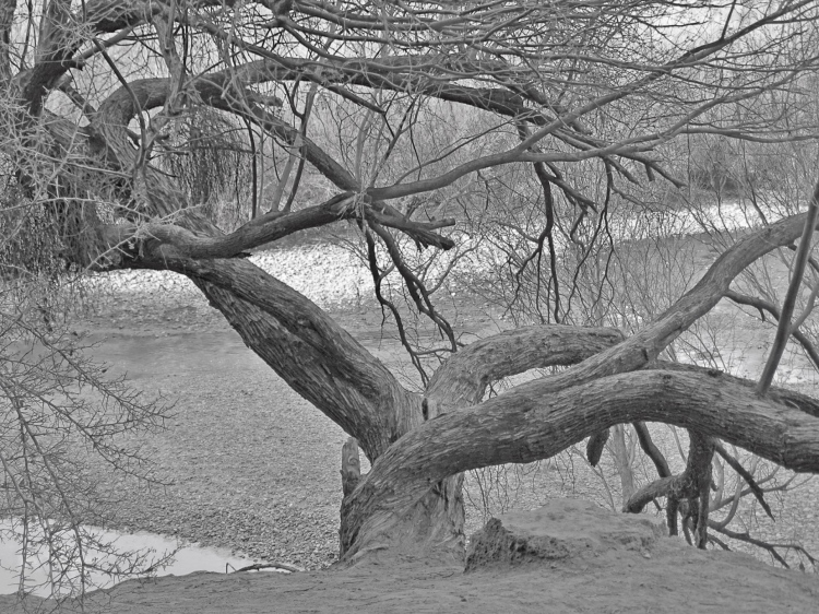 Coon'stree bw