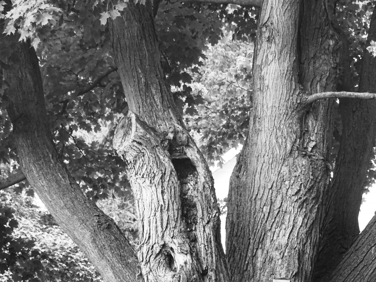 Tree trunk bw
