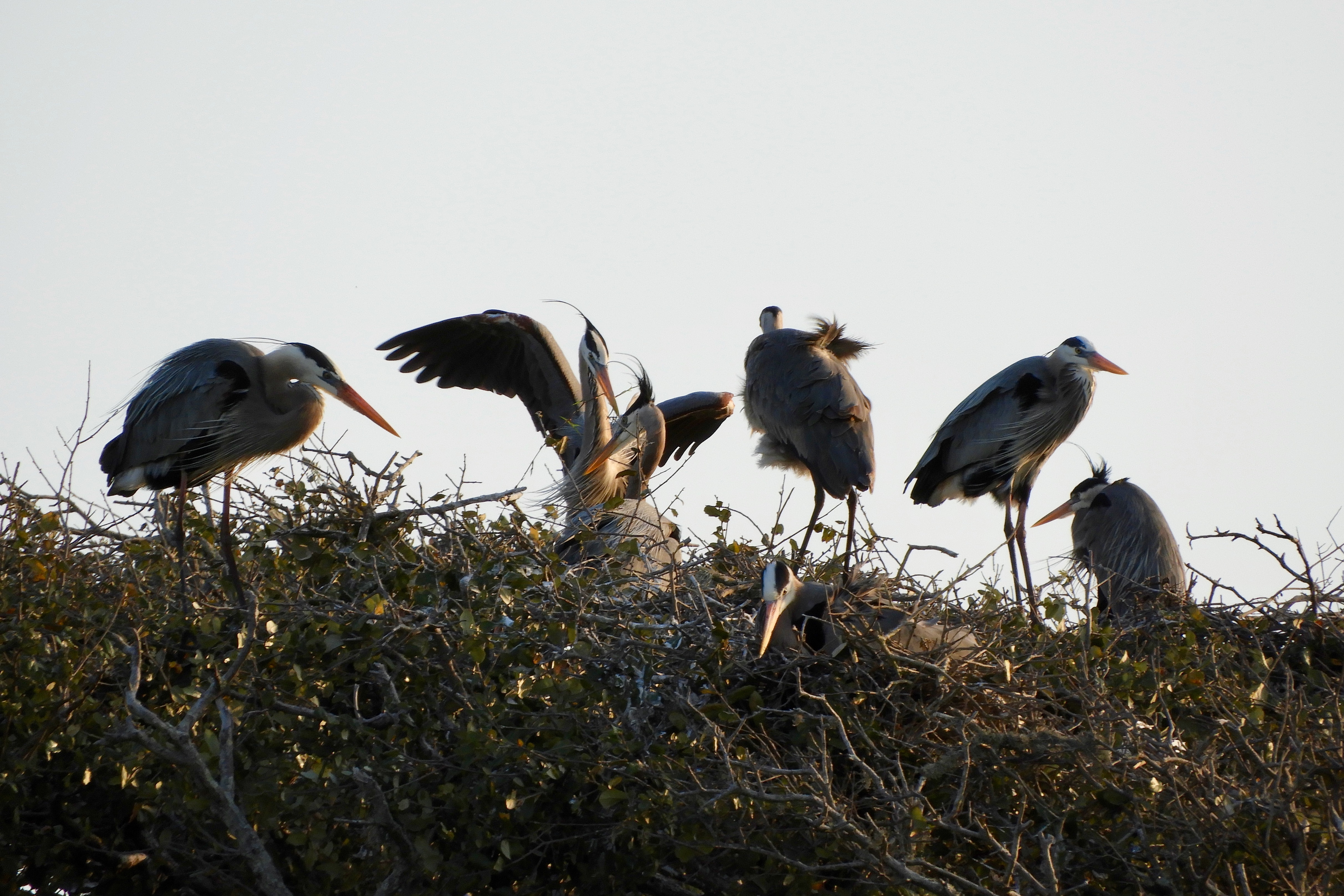 Define Rookery The Rookery – One Woman's Quest II