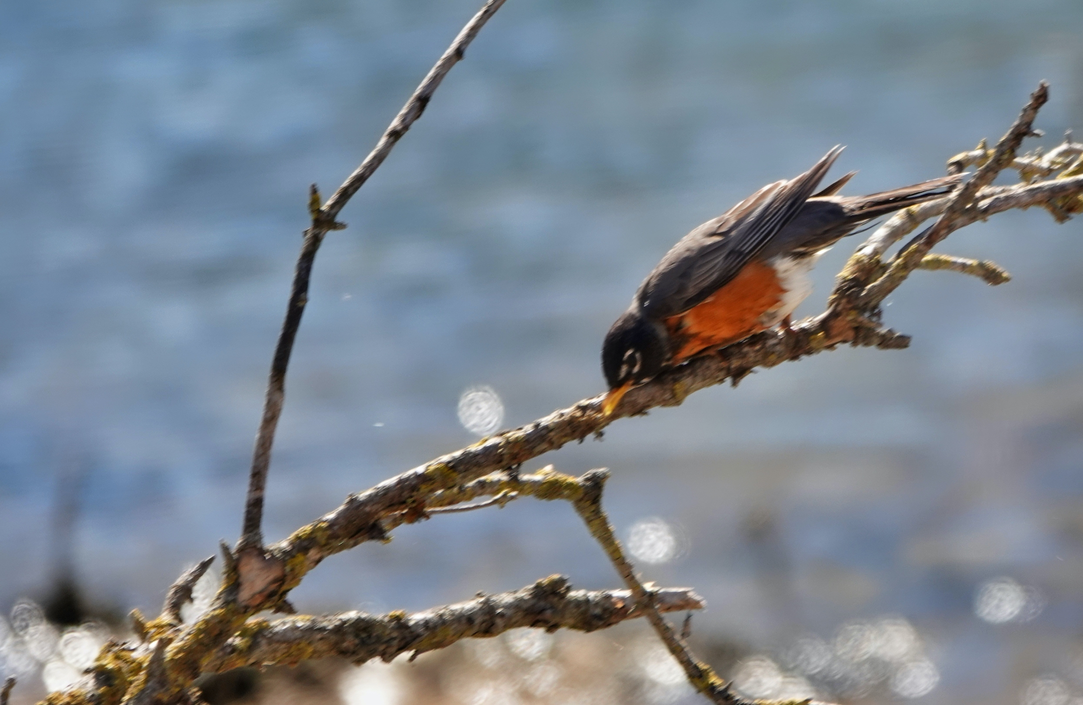 Robin Exploring Robin, Robin What Do You See – One Woman's Quest II